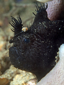 Black Anglerfish. Chowder Bay, Sydney Harbour by Doug Anderson 